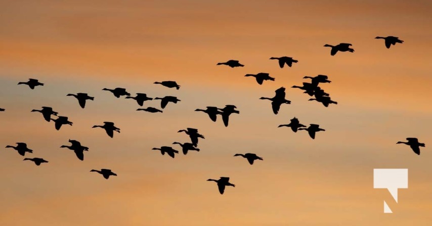 September 1, 2025 Sunset Geese 0523 - Today's Northumberland - Your ...