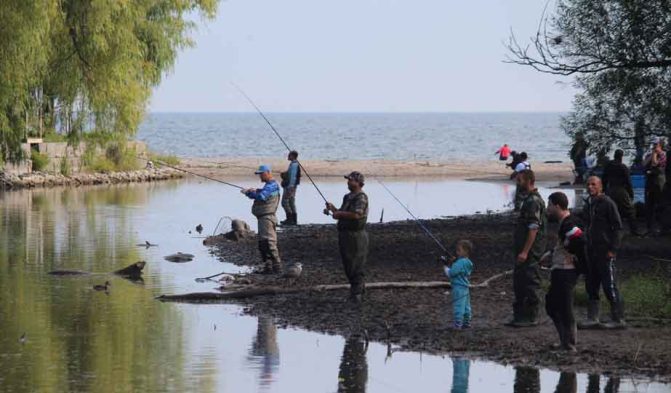 September 13, 2025 Salmon Cobourg Port Hope 0875
