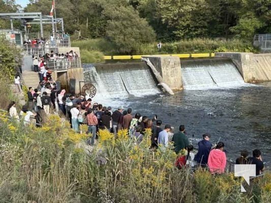 September 21, 2025 Salmon Corbetts Dam Ganaraska River 1135