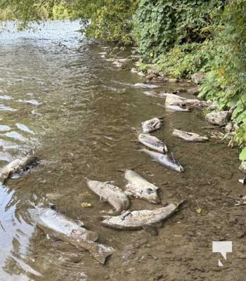 September 21, 2025 Salmon Corbetts Dam Ganaraska River 1136