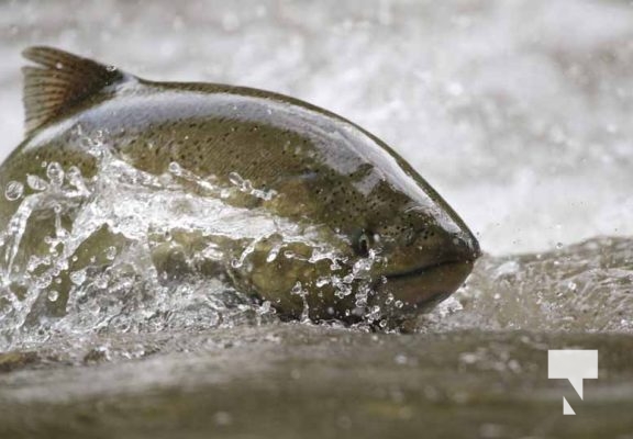 September 4, 2025 Salmon 0563