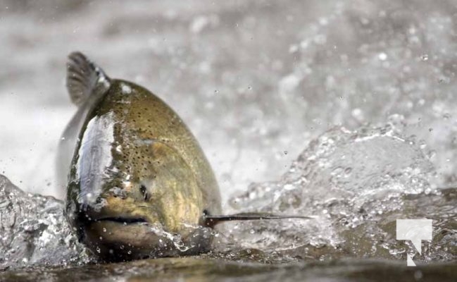 September 4, 2025 Salmon 0564