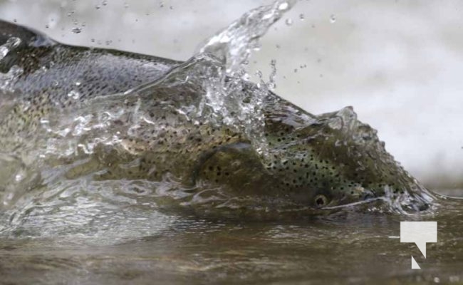 September 4, 2025 Salmon 0565
