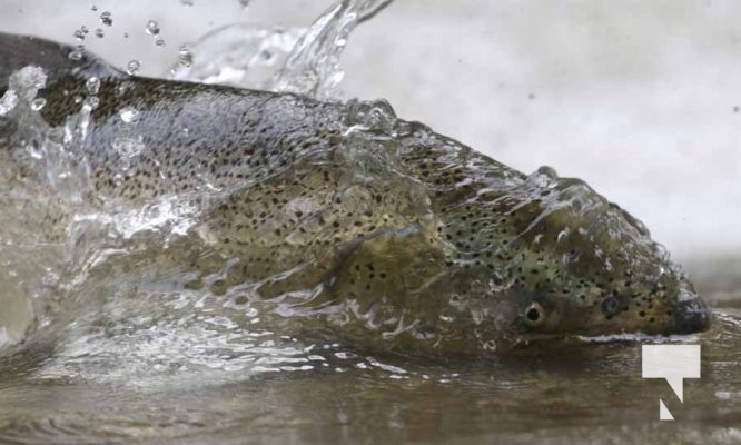 September 4, 2025 Salmon 0566