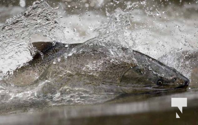 September 4, 2025 Salmon 0568