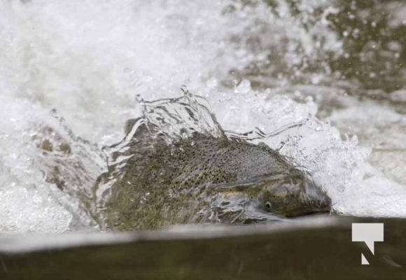 September 4, 2025 Salmon 0569