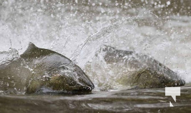 September 4, 2025 Salmon 0571