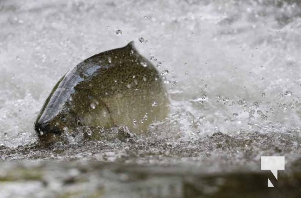 September 4, 2025 Salmon 0572