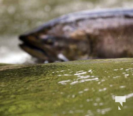 September 4, 2025 Salmon 0573