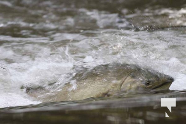 September 4, 2025 Salmon 0574