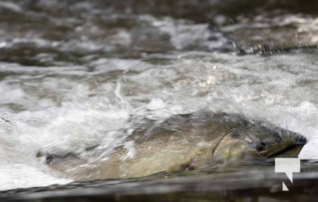 September 4, 2025 Salmon 0575