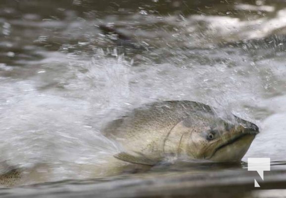 September 4, 2025 Salmon 0576