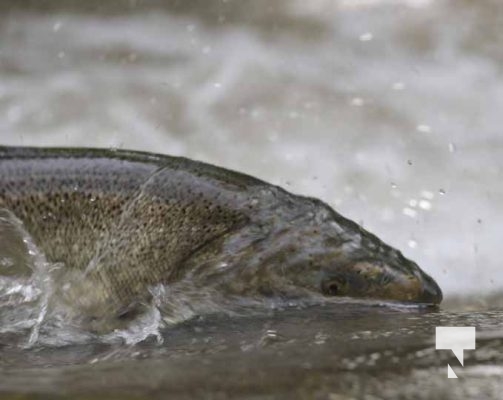 September 4, 2025 Salmon 0577