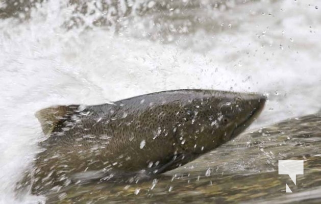 September 4, 2025 Salmon 0578