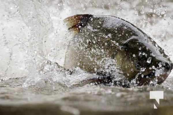 September 4, 2025 Salmon 0580