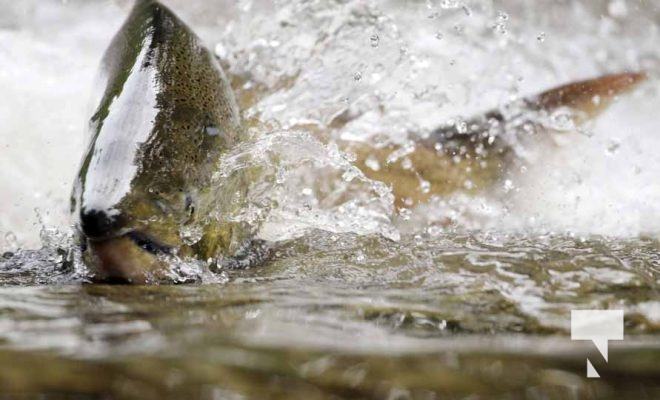 September 4, 2025 Salmon 0581