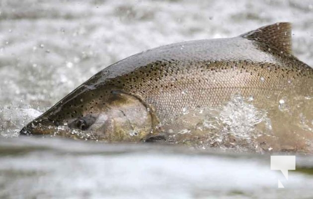 September 4, 2025 Salmon 0582