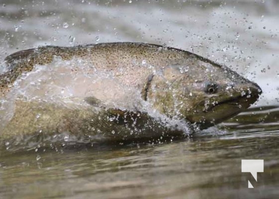September 4, 2025 Salmon 0585
