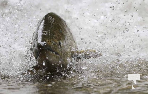 September 4, 2025 Salmon 0586