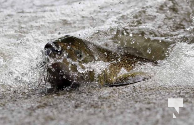 September 4, 2025 Salmon 0587