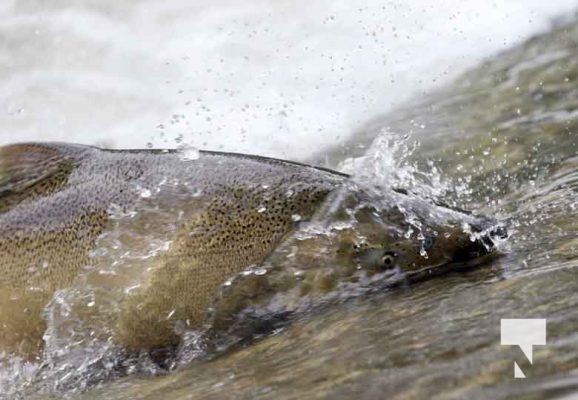 September 4, 2025 Salmon 0588