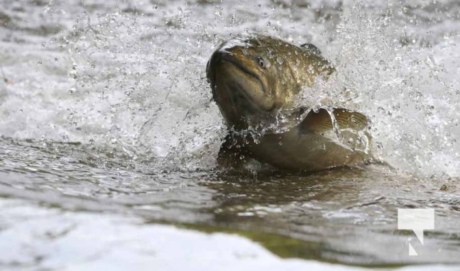 September 4, 2025 Salmon 0589