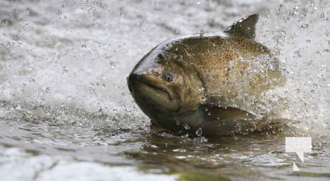 September 4, 2025 Salmon 0590