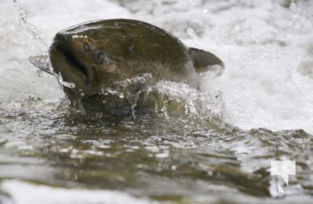 September 4, 2025 Salmon 0591