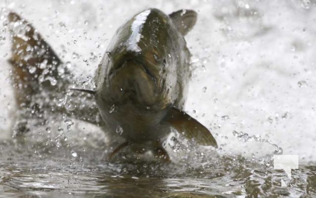 September 4, 2025 Salmon 0592