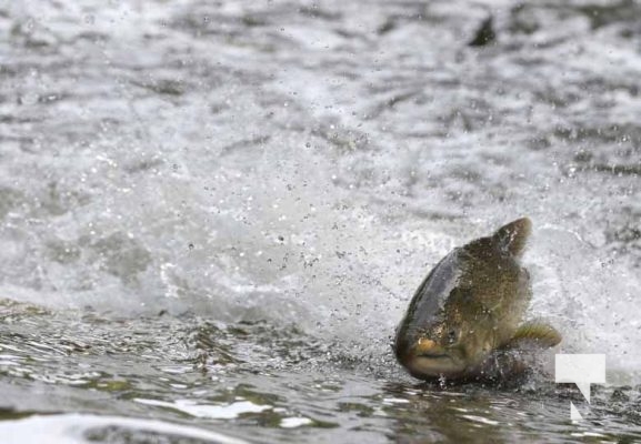 September 4, 2025 Salmon 0593