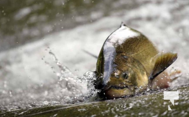 September 4, 2025 Salmon 0594