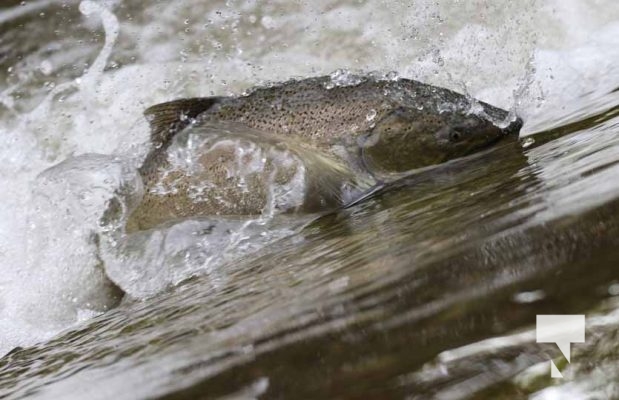 September 4, 2025 Salmon 0595