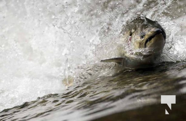 September 4, 2025 Salmon 0596