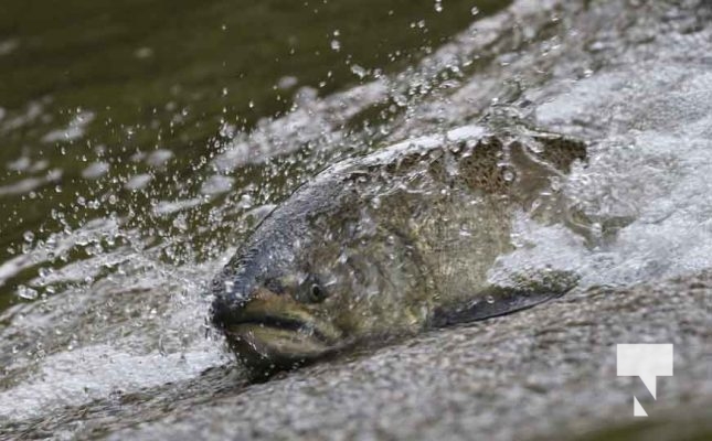 September 4, 2025 Salmon 0597