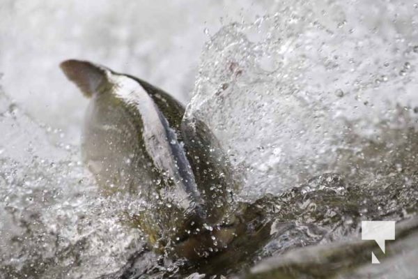 September 4, 2025 Salmon 0598