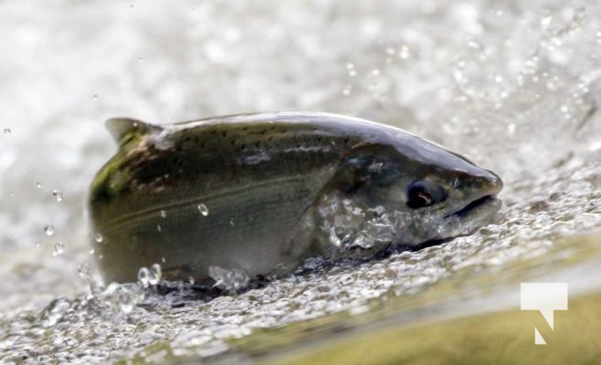 September 4, 2025 Salmon 0599