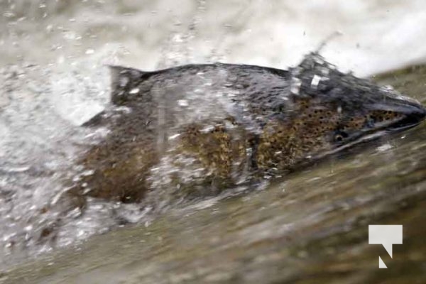 September 4, 2025 Salmon 0600