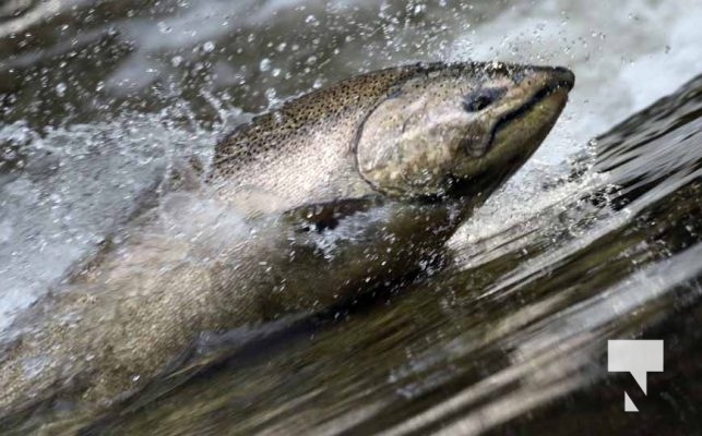 September 4, 2025 Salmon 0602