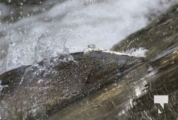 September 4, 2025 Salmon 0603