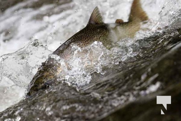September 4, 2025 Salmon 0604
