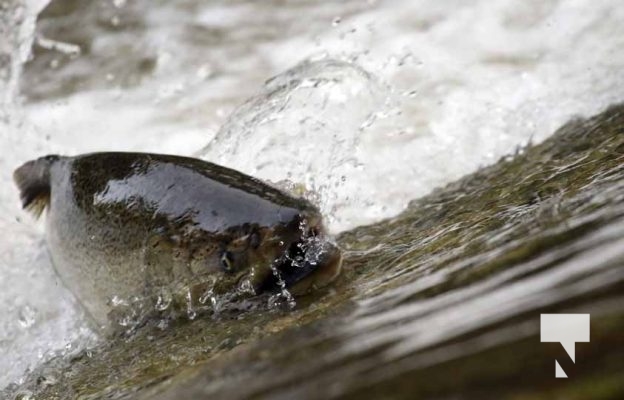 September 4, 2025 Salmon 0609