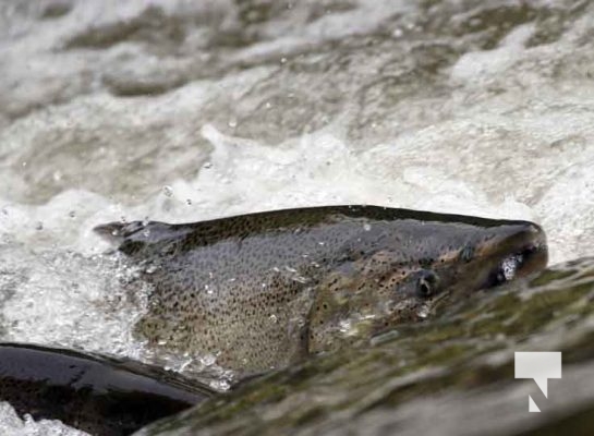 September 4, 2025 Salmon 0610