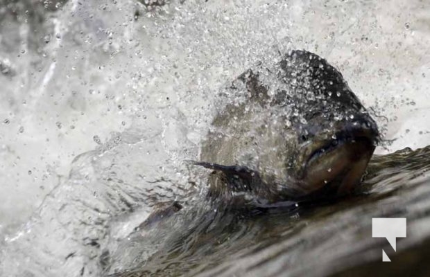 September 4, 2025 Salmon 0611