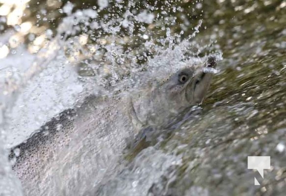 September 4, 2025 Salmon 0612