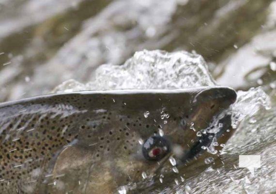 September 4, 2025 Salmon 0613