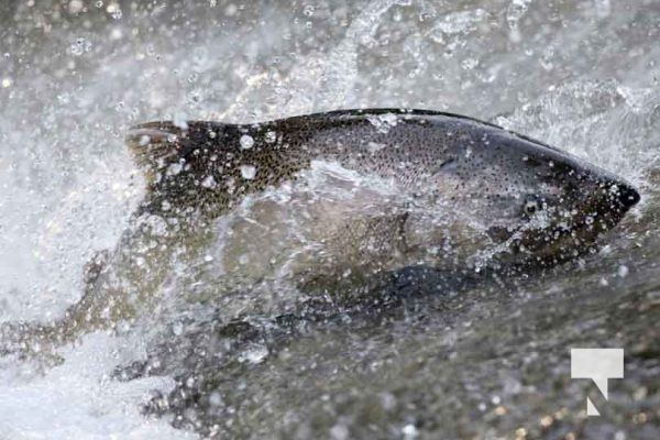 September 4, 2025 Salmon 0615