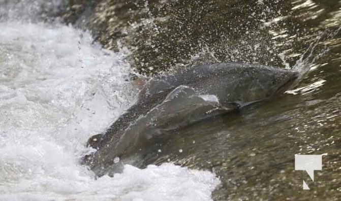 September 4, 2025 Salmon 0616