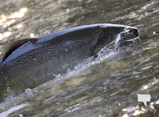 September 4, 2025 Salmon 0617