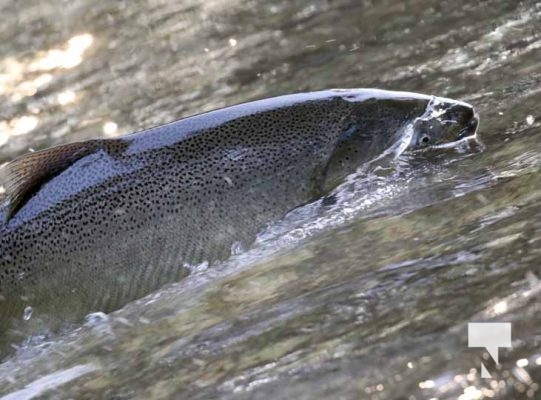 September 4, 2025 Salmon 0618