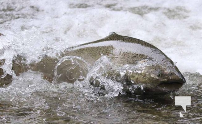 September 4, 2025 Salmon 0639